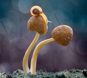 Web漏洞扫描工具